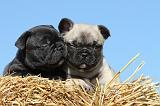 BOULEDOGUE FRANCAIS 597